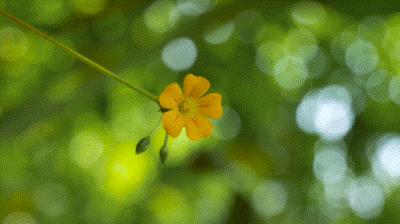 动图｜山野与繁花，皆是人间浪漫