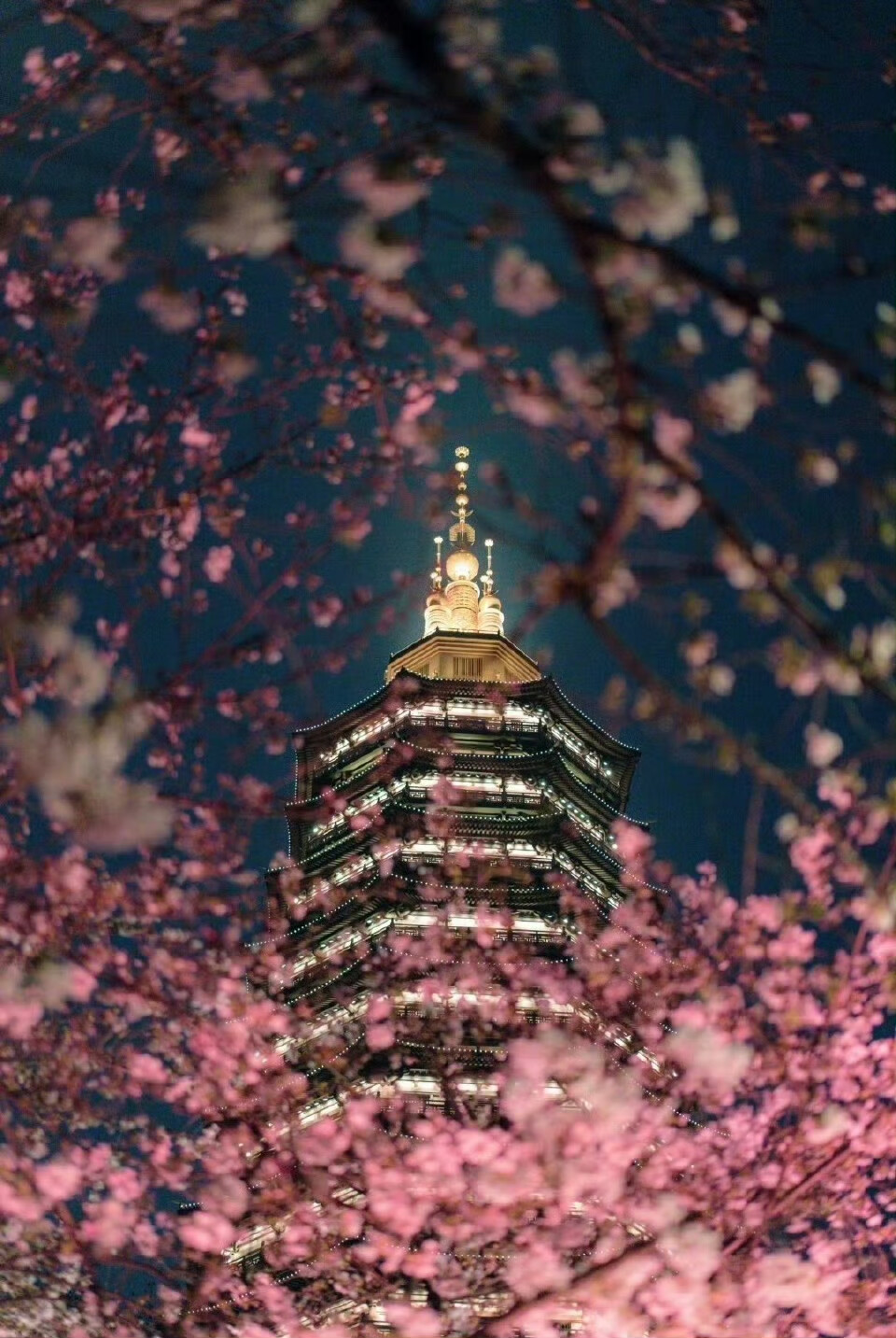 浮屠夜樱