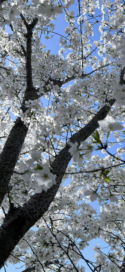 小清新壁纸分享.ᐟ.ᐟ