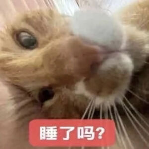猫猫表情包