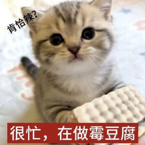 猫猫表情包