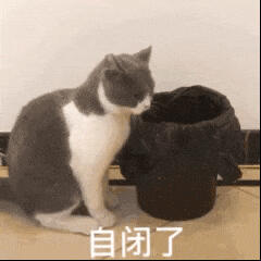 猫猫表情包