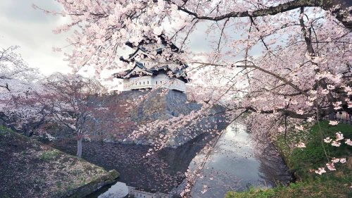 Photo by 壁纸迷