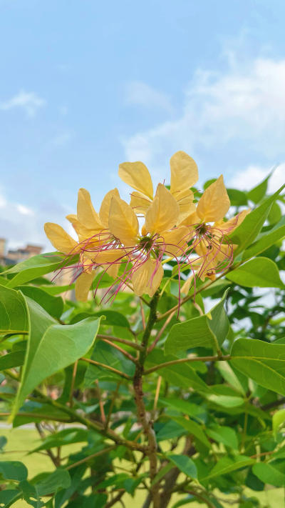 台湾鱼木