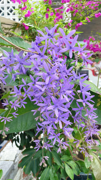 蓝花藤