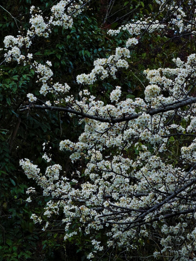 日常
没有想念那么黏