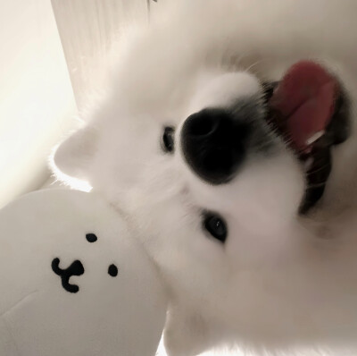 萨摩耶头像