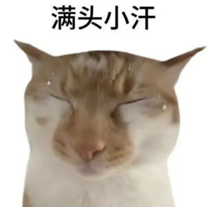 猫猫表情包