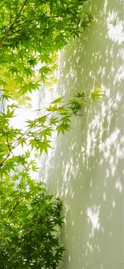 壁纸