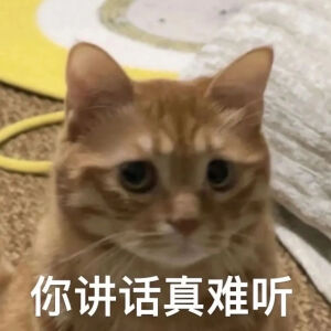 猫猫表情包