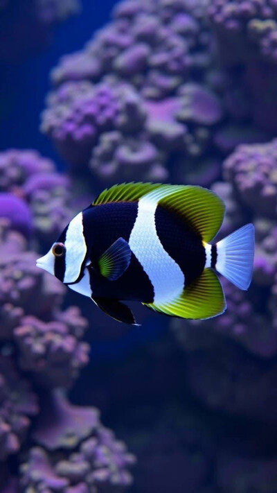 珊瑚秘境：一场浮潜于生命色谱的深蓝漫游