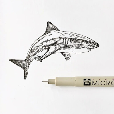 August Lamm
生活在康涅狄格州
凭一组针管笔手绘引18万人的围观喜欢
不同的针管笔的线条可以画出不一样效果
也可以根据画面的需要灵活使用针管笔绘画
