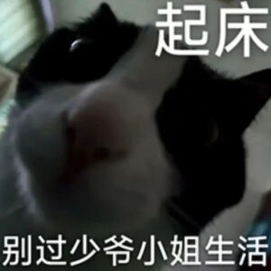 猫猫表情包
