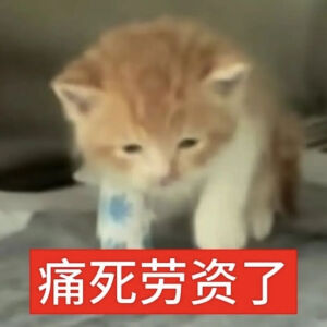 猫猫表情包