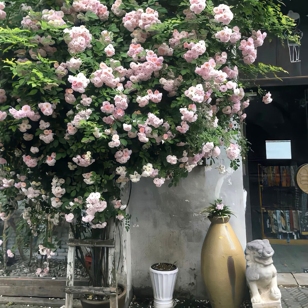 图源ks：偷喝汽水