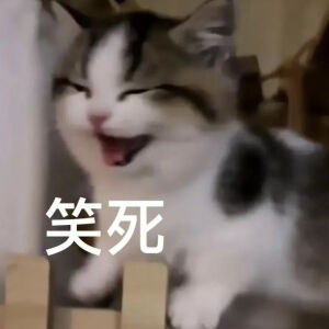 猫猫表情包