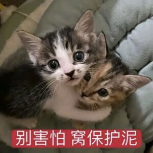猫猫表情包
