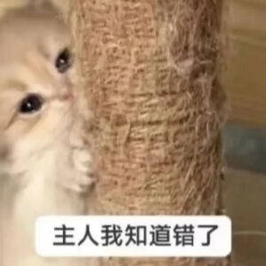 猫猫表情包