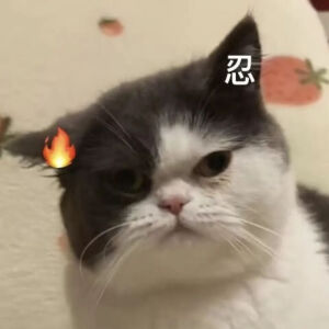 猫猫表情包
