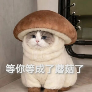 猫猫表情包