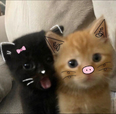 咪