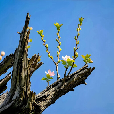 图源ks：偷喝汽水
