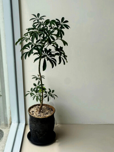 日常
2017/12/11/ （无意义）