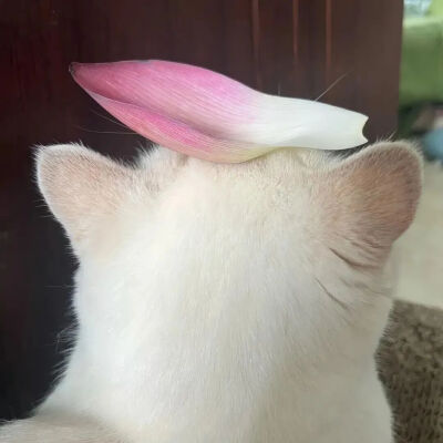 .