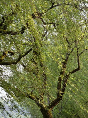 日常
2017/12/11/ （无意义）