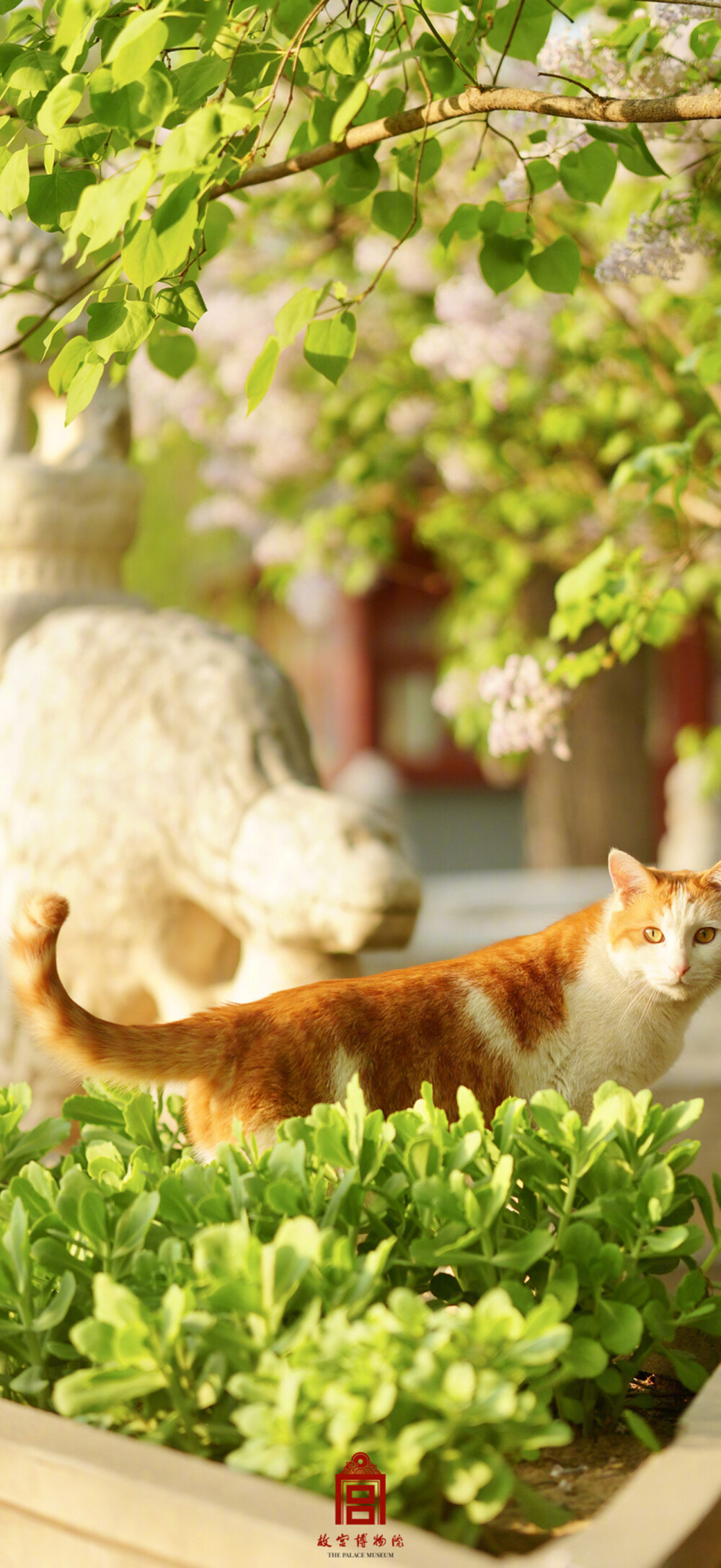 猫猫
