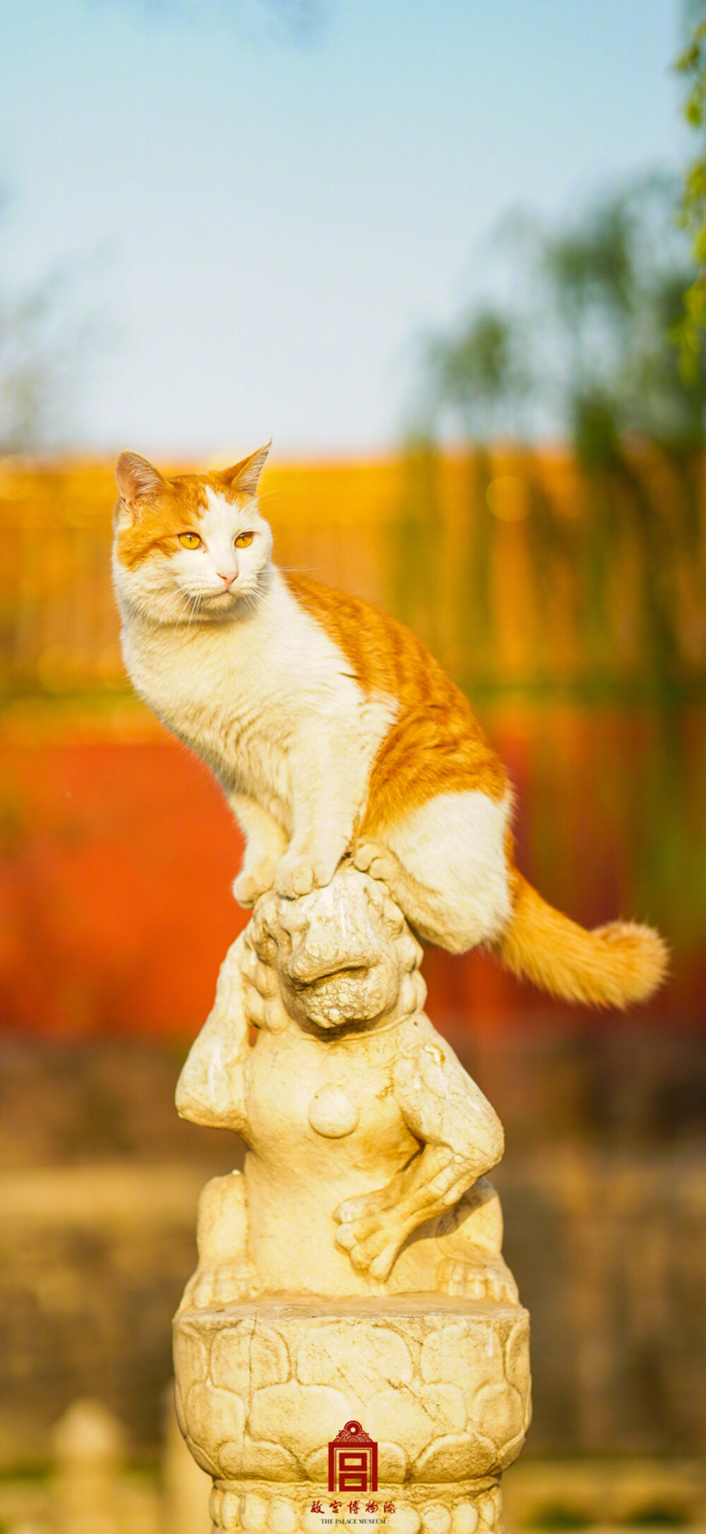 猫猫