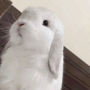 萌