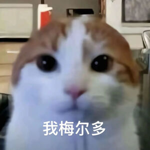猫猫表情包