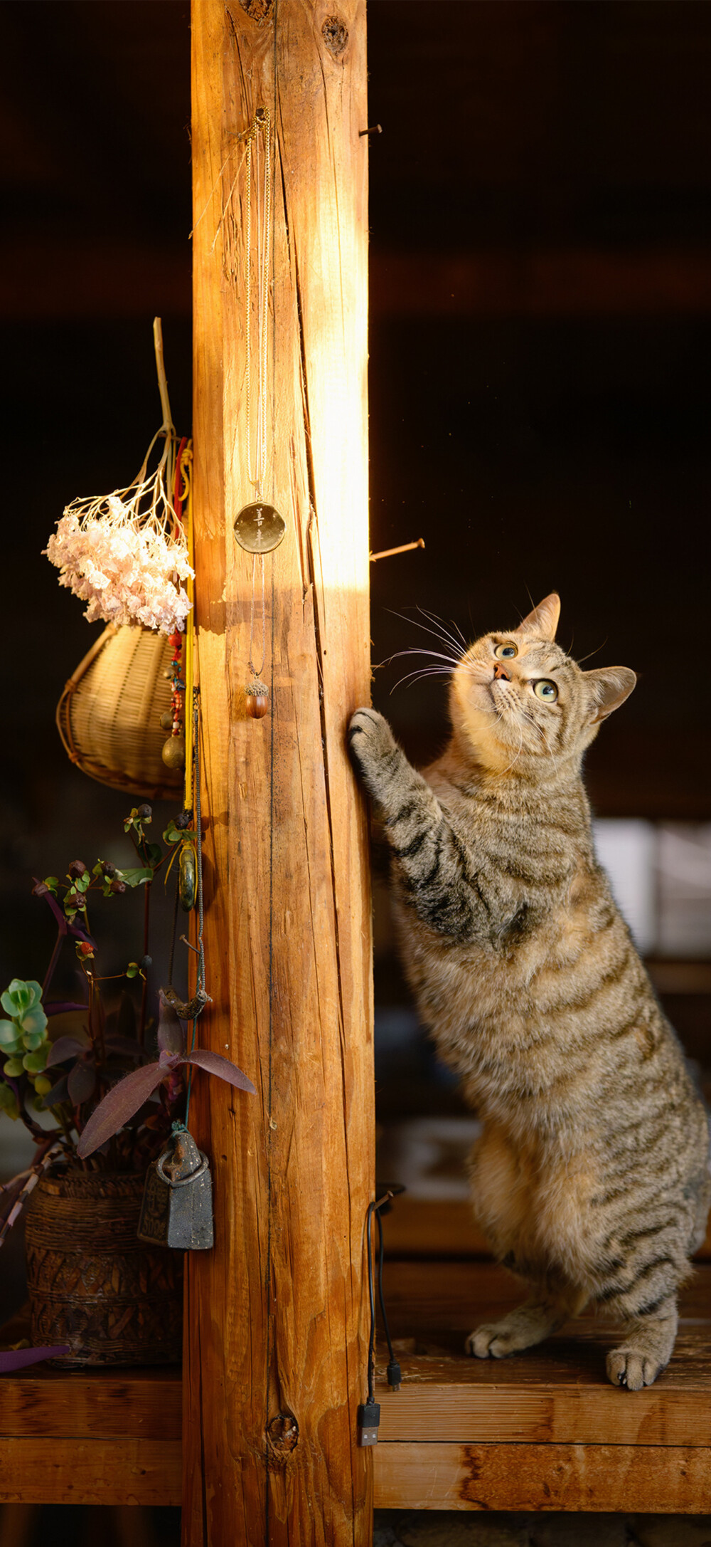猫猫