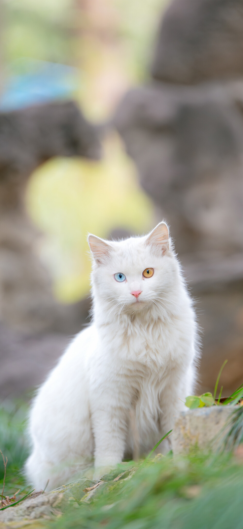 猫猫