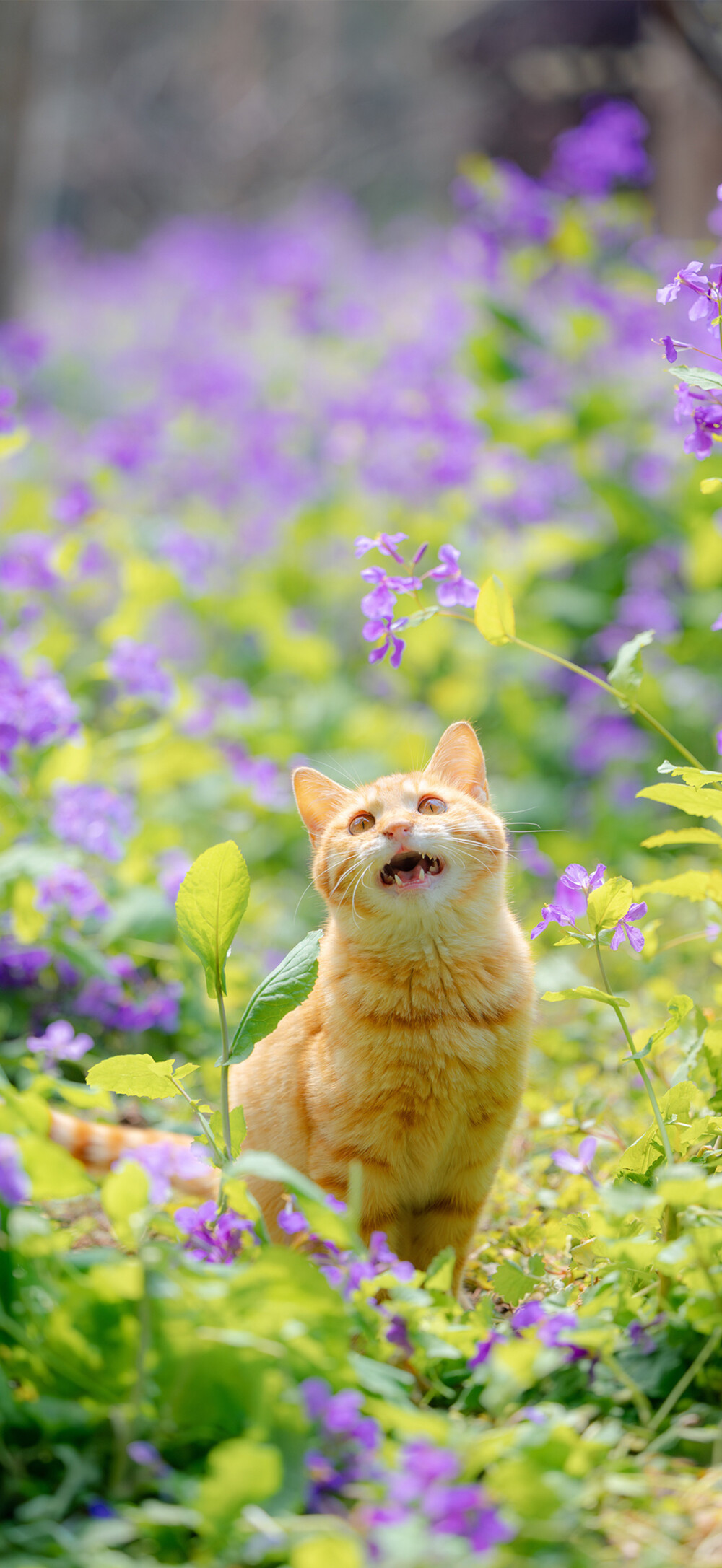 猫猫
