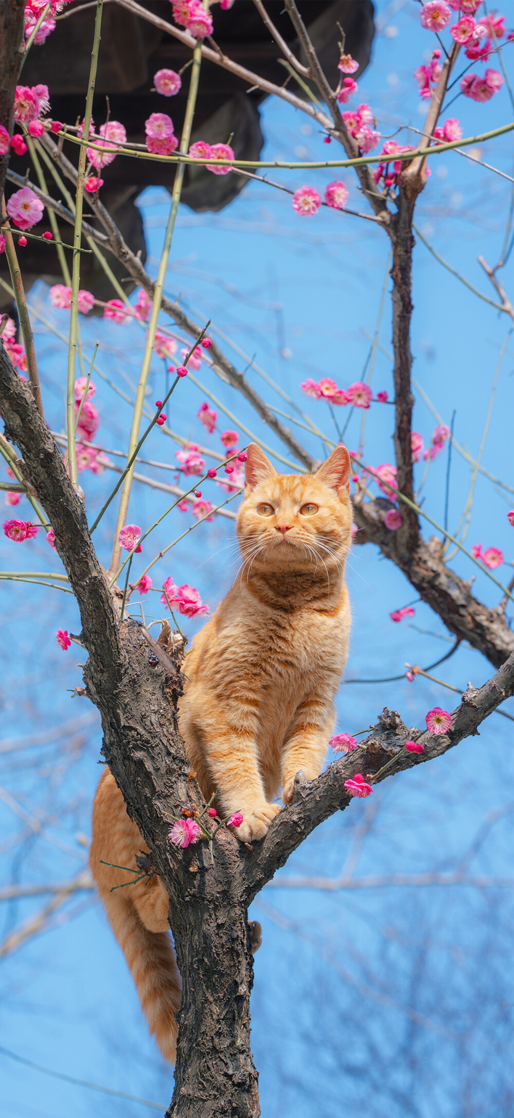 猫猫