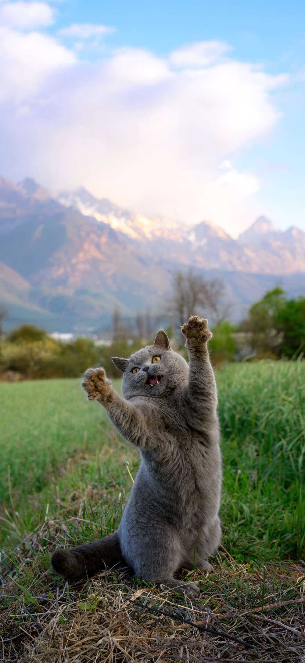 猫猫