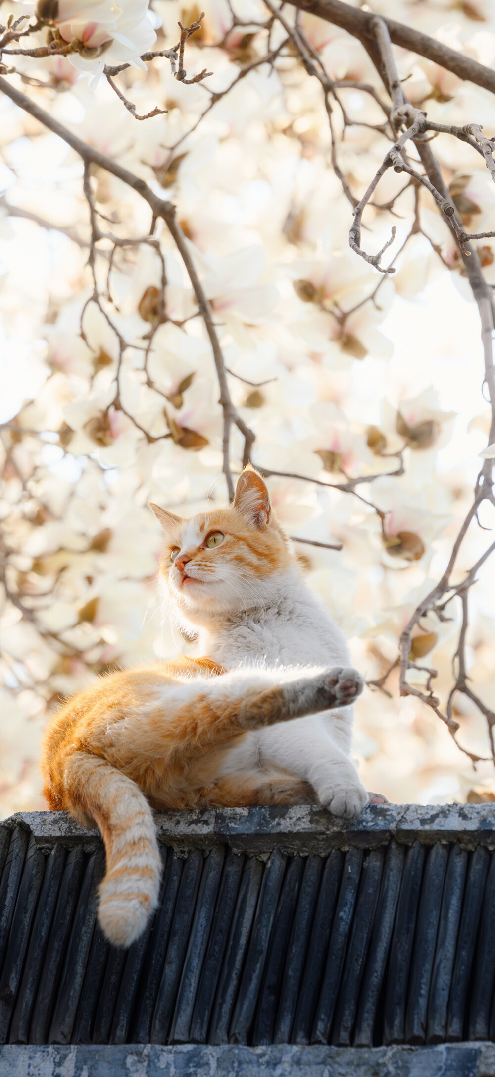 猫猫