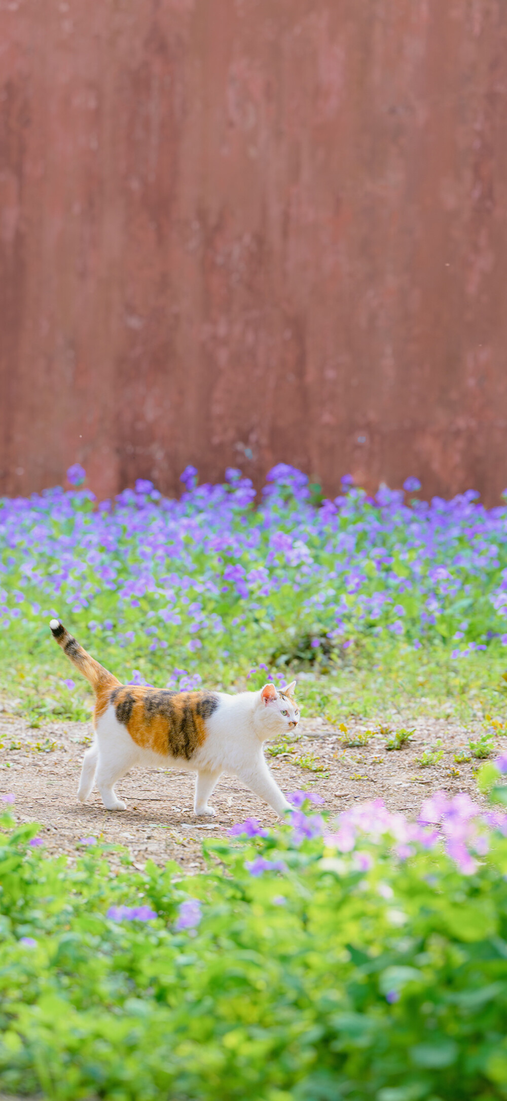 猫猫