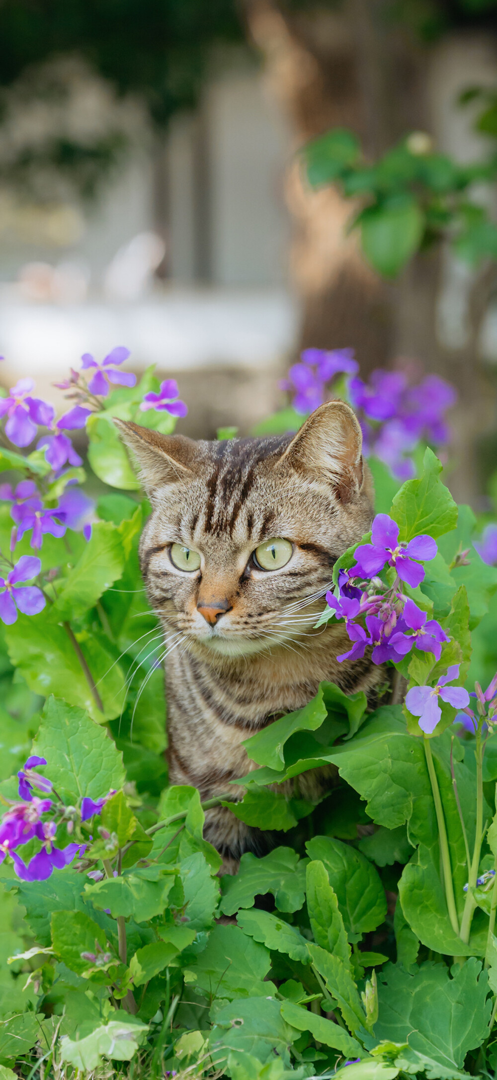 猫猫