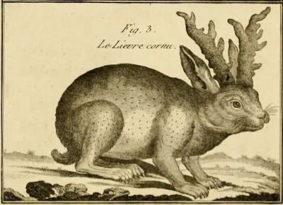 18世纪一幅描绘“鹿角兔”的自然史版画。
