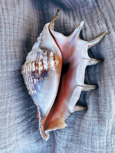 日常
積極悲觀主義