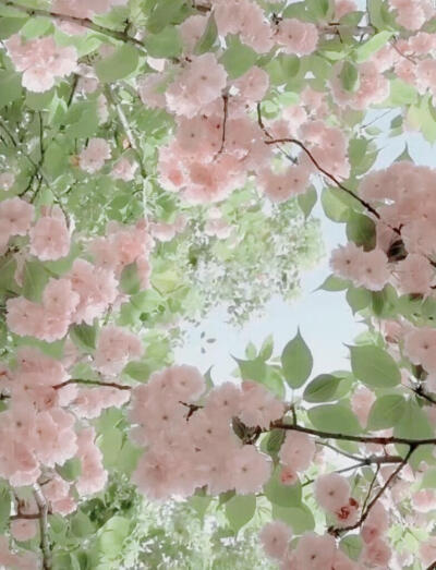 pinkgreen粉绿色美学
审美积累