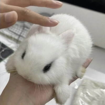更新一波兔图