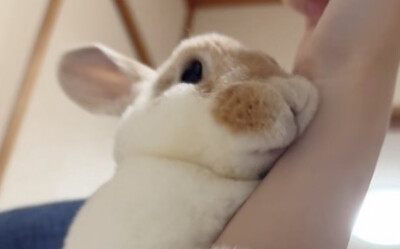 更新一波兔图