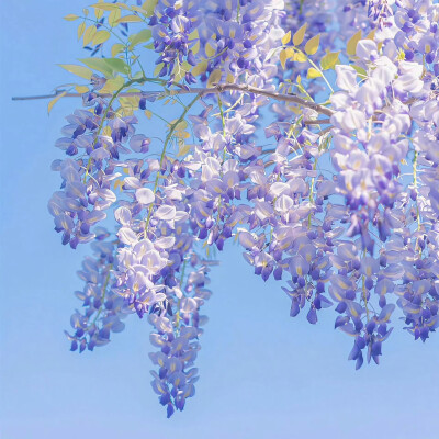 紫色系背景图 繁花背景图