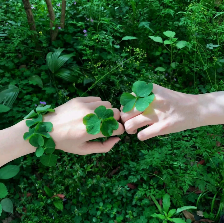 绿色系背景图 四叶草背景图