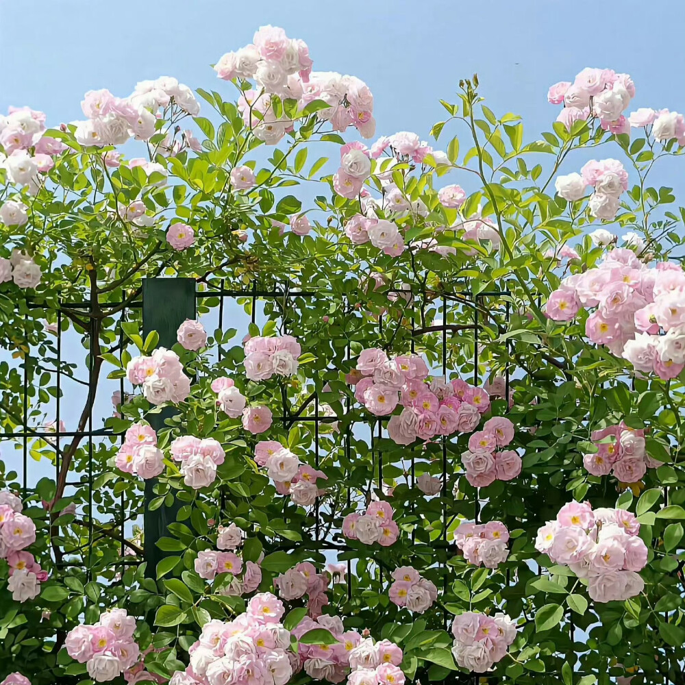 繁花背景图