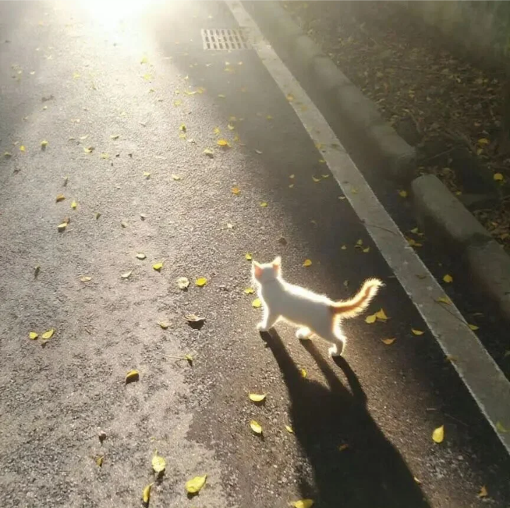小猫背景图 光的背景图